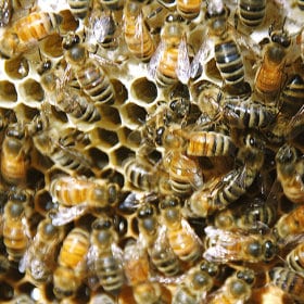 abeille miel