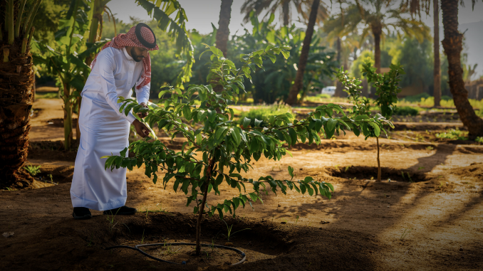 L’or vert du Golfe : quand le désert devient une ferme mondiale L’or vert du Golfe : quand le désert devient une ferme mondiale